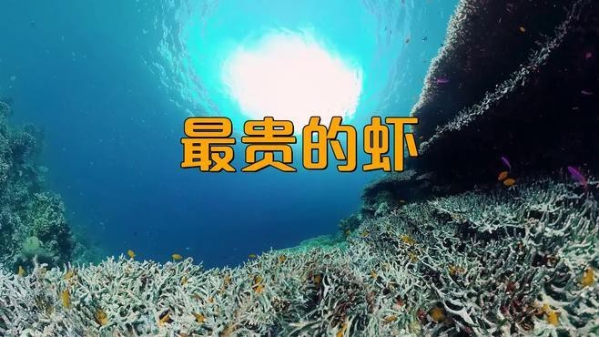 十大龍蝦中哪個最貴？