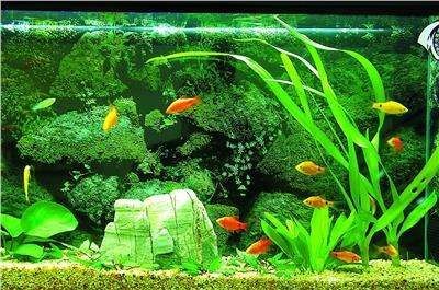 龍魚買多大的合適養(yǎng)：選擇合適尺寸的魚缸大小對(duì)于龍魚的健康生長(zhǎng)至關(guān)重要