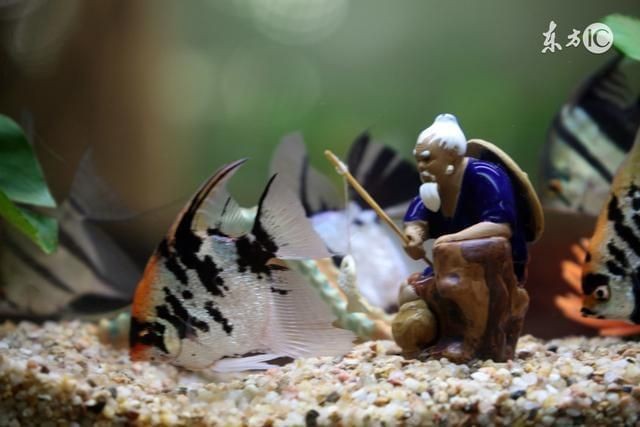 觀景魚缸布置指南：根據(jù)搜索結(jié)果整理的觀景魚缸布置步驟和注意事項和注意事項