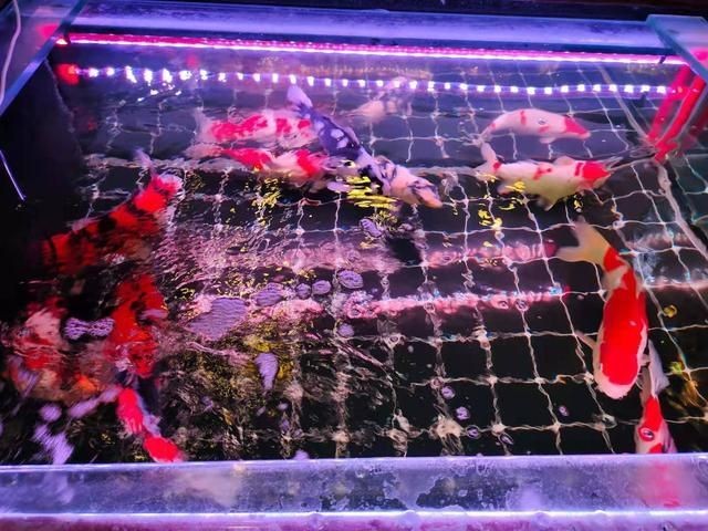 購買二手魚缸需要注意哪些事項：購買二手魚缸時需要注意以下幾個方面可以幫助您選擇