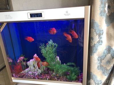 龍魚晚上需要開燈嗎？：印尼紅龍魚什么時間開燈發色好看，龍魚什么時間開燈好看