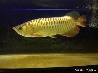 龍魚發色期：關于龍魚發色期的一些小知識
