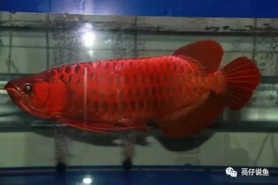 龍魚發色期：關于龍魚發色期的一些小知識