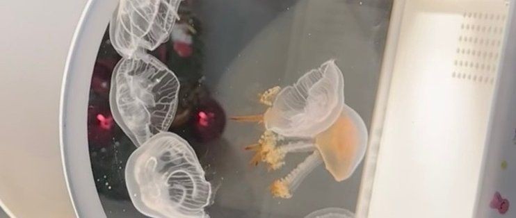 水母魚缸能養魚嗎：水母魚缸可以養魚