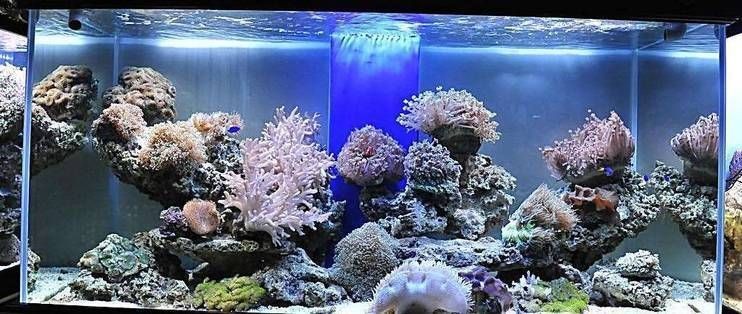 水母魚缸能養魚嗎：水母魚缸可以養魚