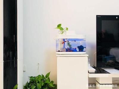小米幾何魚缸：小米幾何魚缸維護成本