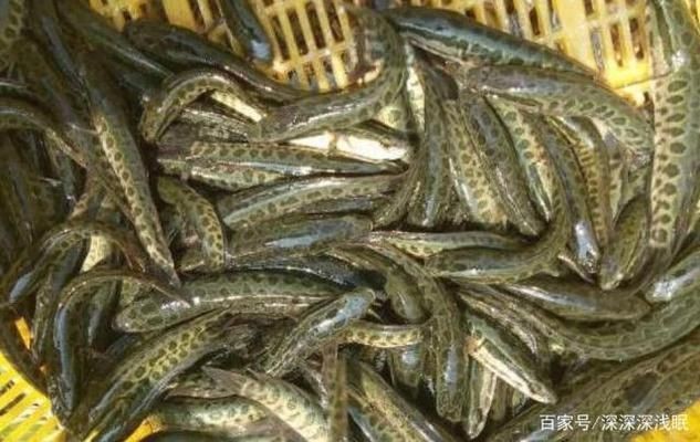 黑魚魚缸養殖技術培訓課件視頻查看和學習資源：“黑魚魚缸養殖技術培訓課件視頻”查看和學習資源