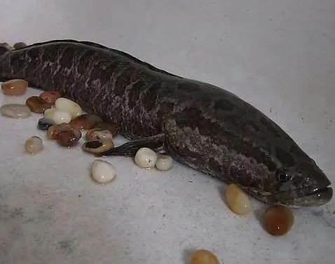 黑魚魚缸養殖技術培訓課件視頻查看和學習資源：“黑魚魚缸養殖技術培訓課件視頻”查看和學習資源