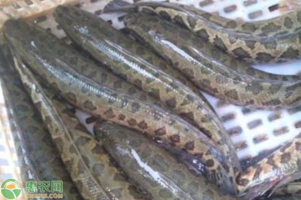 黑魚魚缸養殖技術培訓課件視頻查看和學習資源：“黑魚魚缸養殖技術培訓課件視頻”查看和學習資源