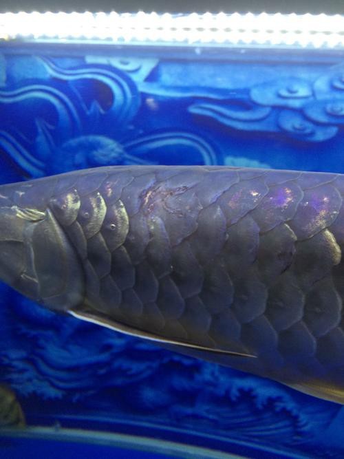 金龍魚鱗片疾病圖片高清