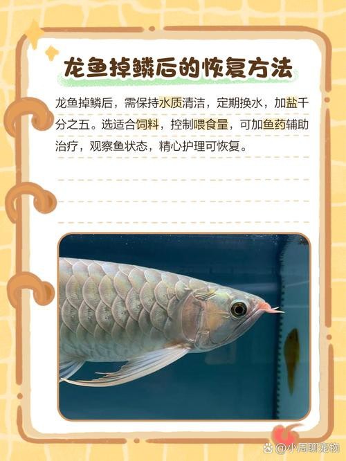 金龍魚鱗片疾病圖片高清