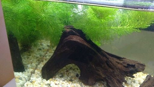 魚缸清潔的誤區(qū)有哪些：魚缸換水的誤區(qū) 魚缸清潔的誤區(qū)有哪些：魚缸換水的誤區(qū) 魚缸百科 第2張