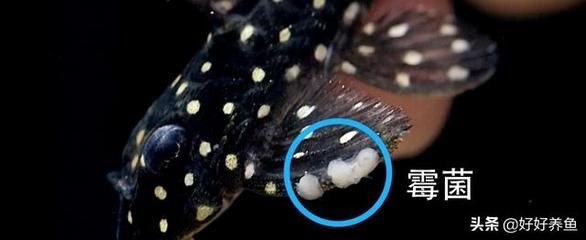 魚缸清潔的誤區(qū)有哪些：魚缸換水的誤區(qū) 魚缸清潔的誤區(qū)有哪些：魚缸換水的誤區(qū) 魚缸百科 第3張