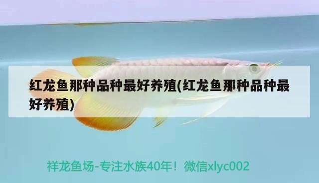 紅龍魚那種品種最好養殖(紅龍魚那種品種最好養殖)