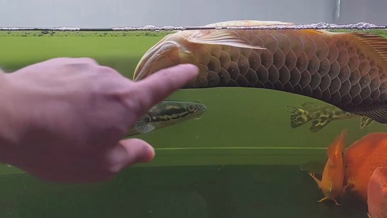 金龍魚弓背會影響壽命嗎？