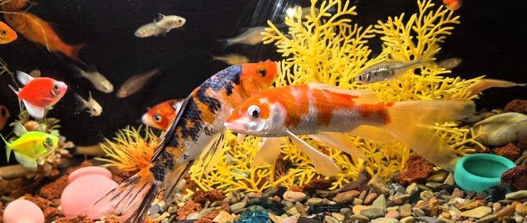 韓錦魚缸