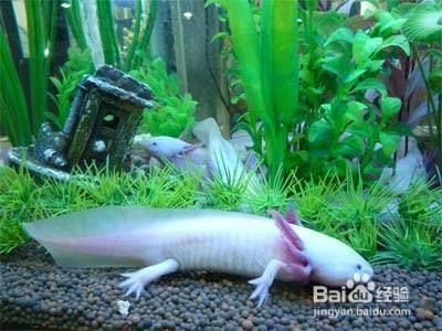 六角恐龍魚缸的最佳水草：六角恐龍魚缸水草的選擇