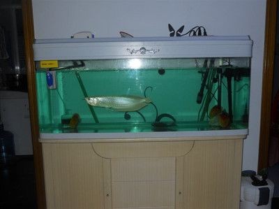 魚缸多少天換一次水好（魚缸多少天換一次水好魚缸換水的頻率并沒有統一的標準）