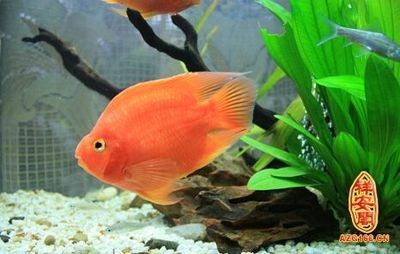 紅色魚缸的風水講究：紅色魚缸中養魚的風水講究在紅色魚缸中養魚的數量