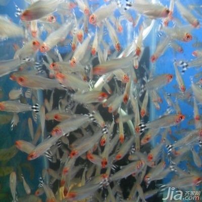 紅色魚缸的風水講究：紅色魚缸中養魚的風水講究在紅色魚缸中養魚的數量