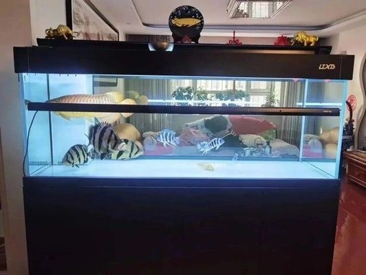 魚缸過濾器選擇與維護指南：魚缸過濾器如何選擇