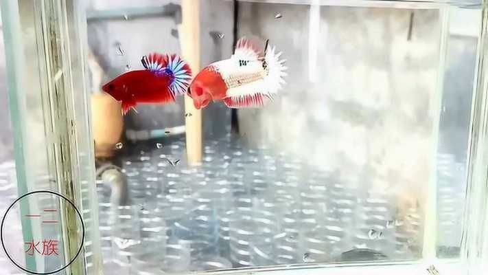 橄欖葉的正確使用方法：橄欖葉放魚缸對水質的影響