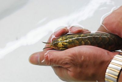 怎樣挑選過背金龍魚蝦：如何挑選過背金龍魚