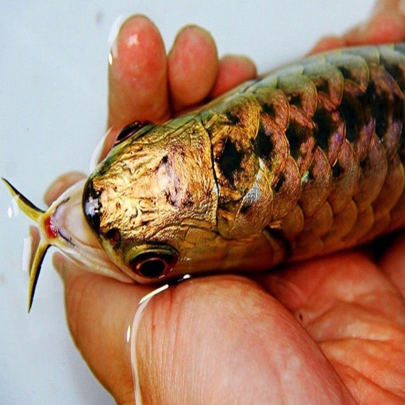 怎樣挑選過背金龍魚蝦：如何挑選過背金龍魚