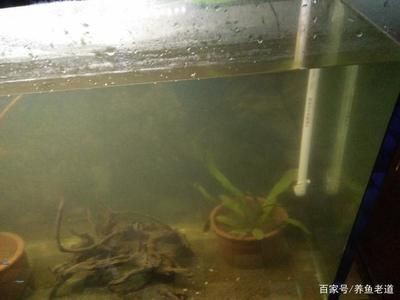 花盆改造成魚缸的幾種方法：如何將花盆改造成魚缸