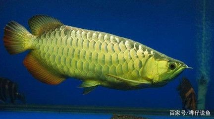 養龍魚的注意事項和禁忌食物:養龍魚注意事項和禁忌食物 龍魚百科 第1張 養龍魚的注意事項和禁忌食物:養龍魚注意事項和禁忌食物 養龍魚的注意事項和禁忌食物:養龍魚注意事項和禁忌食物 龍魚百科 第1張