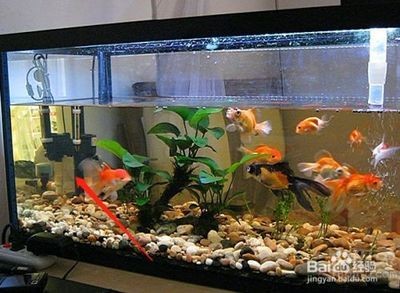 魚缸里的魚為什么老是死氧氣泵：魚缸里的魚老是死可能與氧氣泵的使用有關，可能與其他因素有關