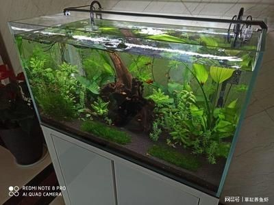 魚缸水發(fā)白是怎么回事