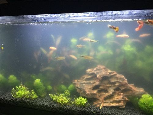 魚缸水發(fā)白是怎么回事