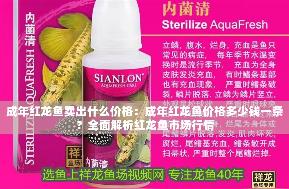 成年紅龍魚賣出什么價格：成年紅龍魚價格多少錢一條？全面解析紅龍魚市場行情