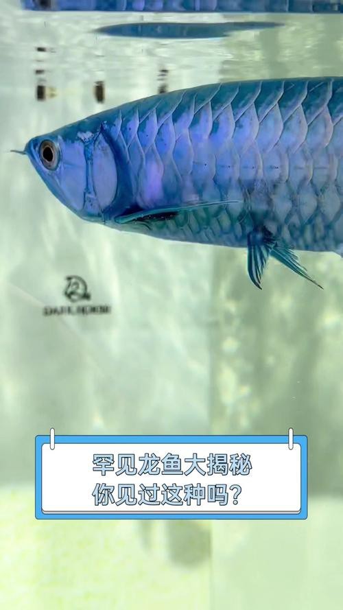 金龍魚實拍圖片