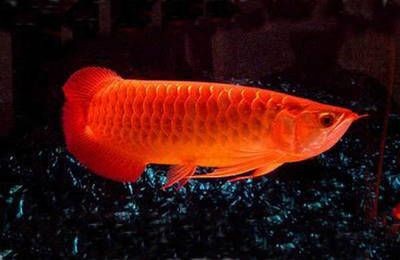 紅龍魚喂養方法和技巧圖解：紅龍魚喂養方法和技巧