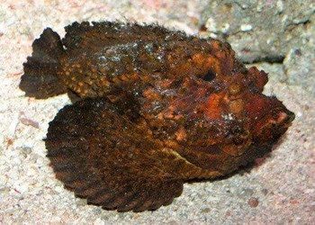 兒童魚缸里的小魚：兒童畫魚缸基本步驟