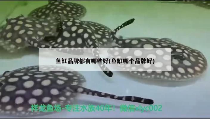 閩江魚缸和博宇魚缸哪個好：閩江水族和博宇魚缸各有優勢