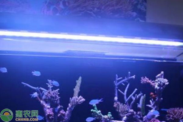 觀賞魚(yú)缸燈晚上可以關(guān)閉嗎？：觀賞魚(yú)缸燈在晚上可以關(guān)閉嗎？ 觀賞魚(yú)缸燈晚上可以關(guān)閉嗎？：觀賞魚(yú)缸燈在晚上可以關(guān)閉嗎？ 魚(yú)缸百科 第3張