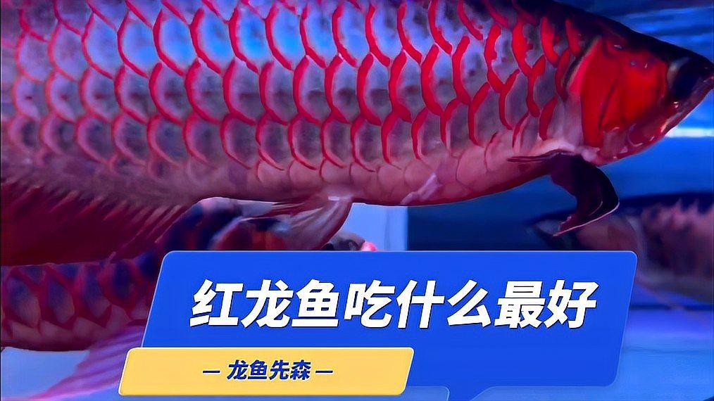 如何搭配紅龍魚的發色食物？