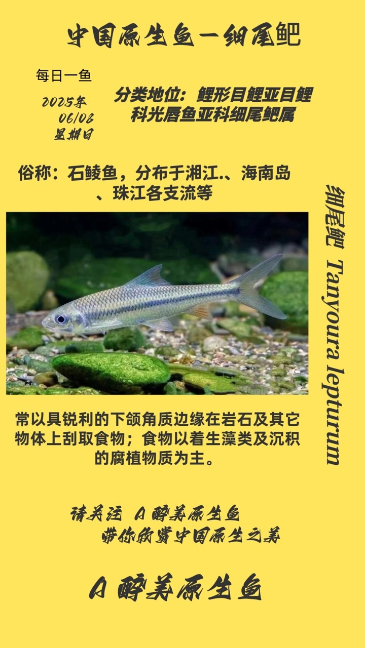 細(xì)尾鲃