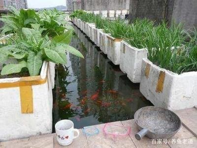 觀景小魚缸制作過程（觀景小魚缸的制作過程）