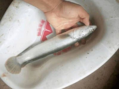 黑魚的養殖方法和技術：黑魚在魚缸中養殖需要注意水質、水溫和飼料的選擇