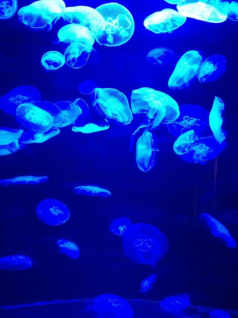 下花園區炫美水族館（下花園區炫美水族館電話）