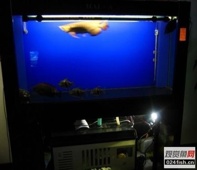 海霸魚缸24小時售后