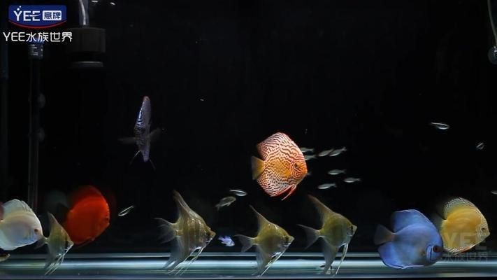 薩伊藍魚缸三面貼黑：薩伊藍魚缸適合養(yǎng)哪些魚類