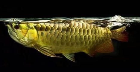 龍魚不吃能活多久呀怎么辦：龍魚不吃食的生存期限
