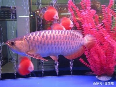 金龍魚怎樣區(qū)分公母（金龍魚的性別區(qū)分）