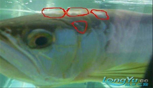 龍魚白霉病會復發(fā)嗎？