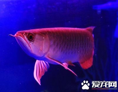 靠近魚缸龍魚就跳缸